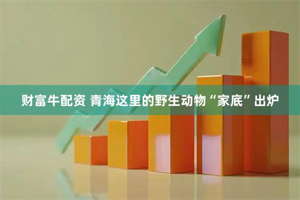 财富牛配资 青海这里的野生动物“家底”出炉